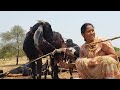 Viral Milk Making