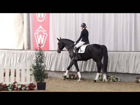 L-Platzierter Rappwallach Danzador von dem Prämienhengst San Amour