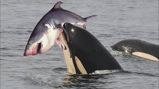 Top 8 Wildest Animals That Hunt Sharks - The Shark Encountered The Wrong Animals 8 Times - PITDOG