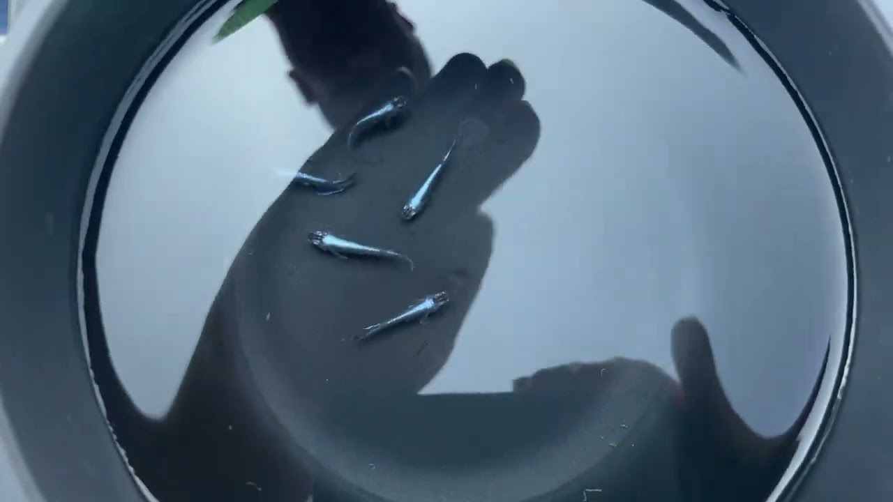 【メダカ】OMSメダカフェスティバル　開場前の様子　B型おやじ　2026年　3月　29日　投稿