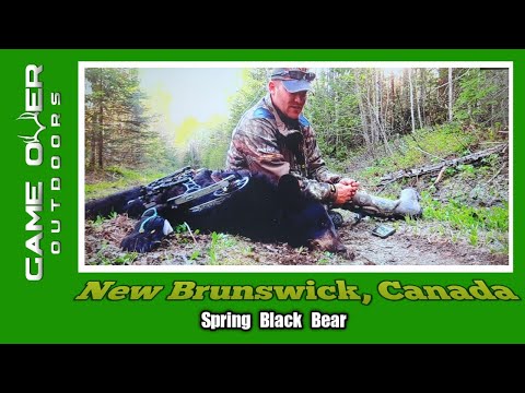 Bear falls from tree after the shot - Canada Black Bear Archery