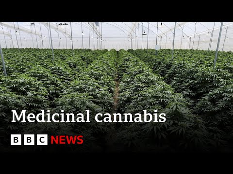 Why is it so difficult to get medicinal cannabis in the UK? - BBC News