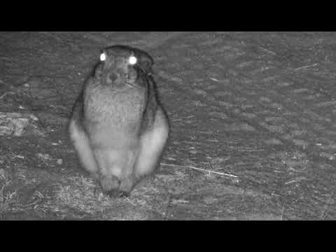 Djuma: Scrub Hare - 01:09 -  08/23/18