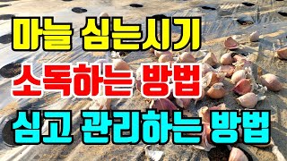 마늘 심는시기 소독하는 방법과 심는방법 땅이 딱딱해서 한번 뒤집었어요