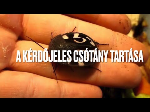 paraziták a finn öbölben csótány