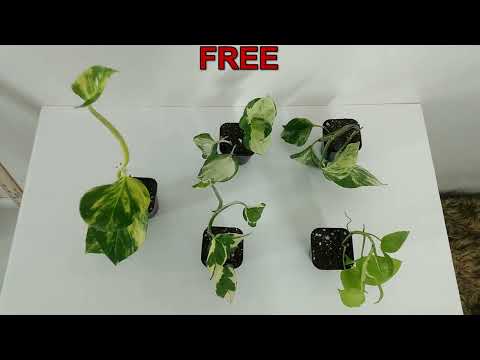 Epipremnum Pinnatum (Green) vs. Cebu Blue vs. Baltic Blue - Pothos Hoard For Sale Etsy RedneckShrek