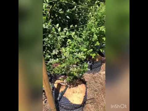 Ein Rundgang durch unseren Obstgarten!!