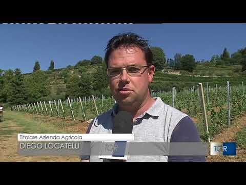TGRLombardia 28 Agosto 2018 _ Vendemmia in Valcalepio