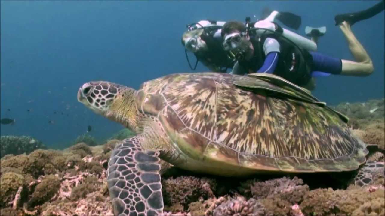 Dive into crystal waters with a scuba experience in Gili Trawangan