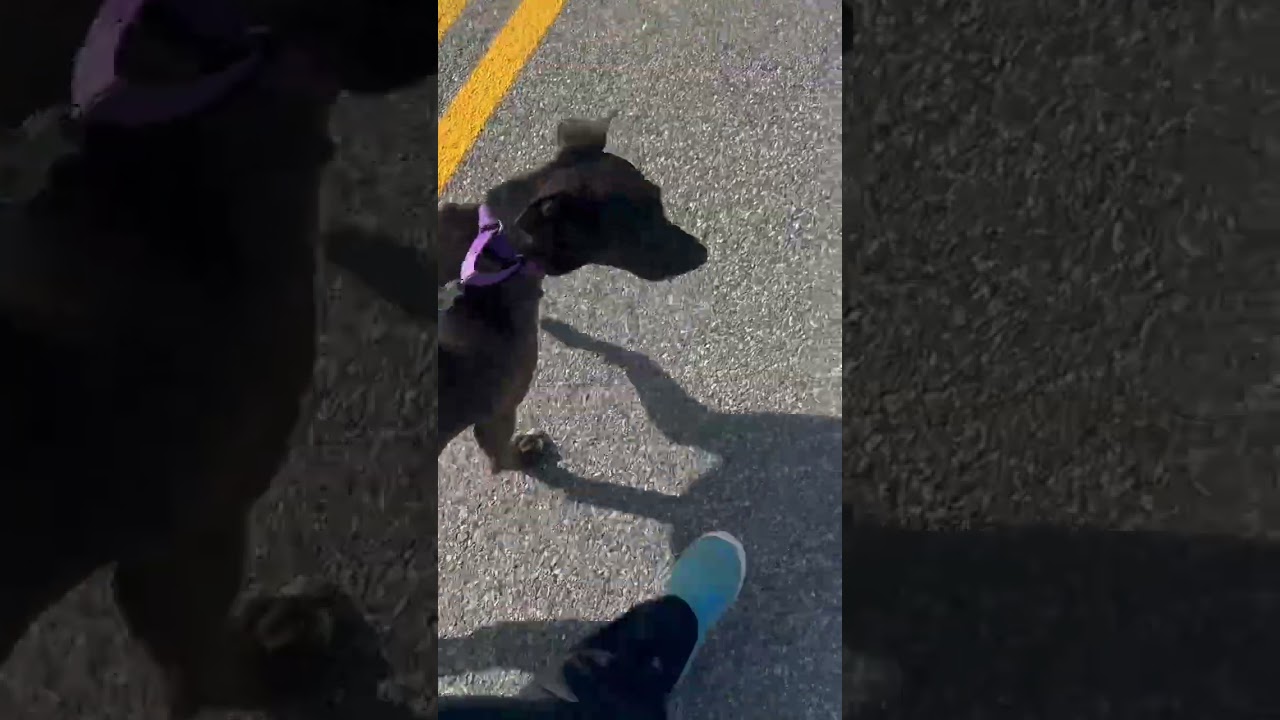 Dahlia, a Adoptable mixed breed in Blairsville, GA video 6/6