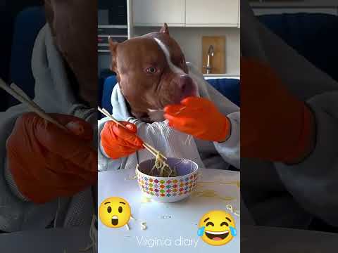 Nooo... this is not happening 😳😳😳😩😂 | Funniest Dog Video Ever!