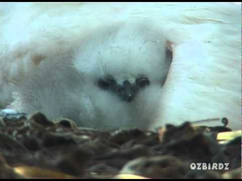 Red-Tailed Tropic Bird & Chick