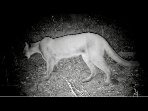 Mountain lion kills a Coyote