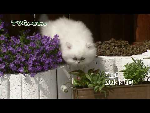 Cuddling cats - Persian Cat Breed - YouTube