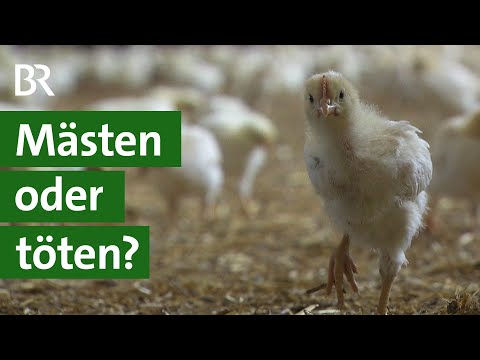 Mehr Tierschutz durch Bruderhahn-Aufzucht: Lohnt sich das Mästen von Bruderhähnen? | Unser Land | BR
