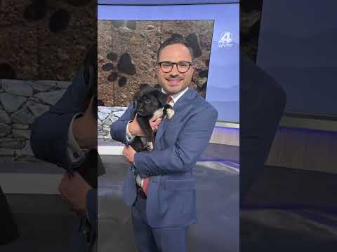 Wyff4 Local News