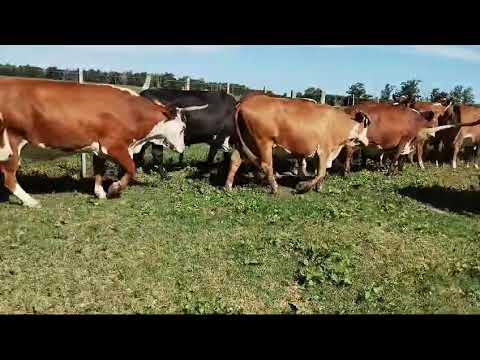 Vacas en Concepcion, Corrientes