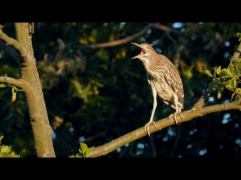 Kvakoš nočný (Nycticorax nycticorax) — hlas a videodokument