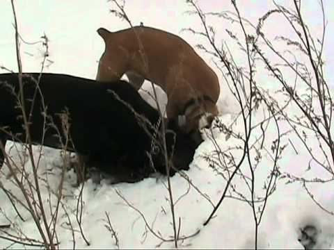 Kaira, Duke, & Tara of Carver, MA