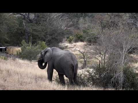 Djuma: Two bull Elephants - 16:15 - 07/06/18