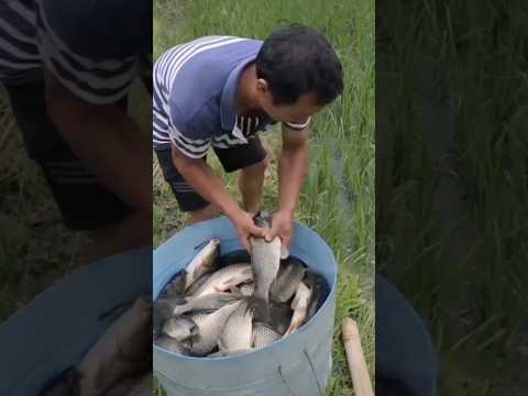 Amazing rice paddy fish farming technique in thailand!