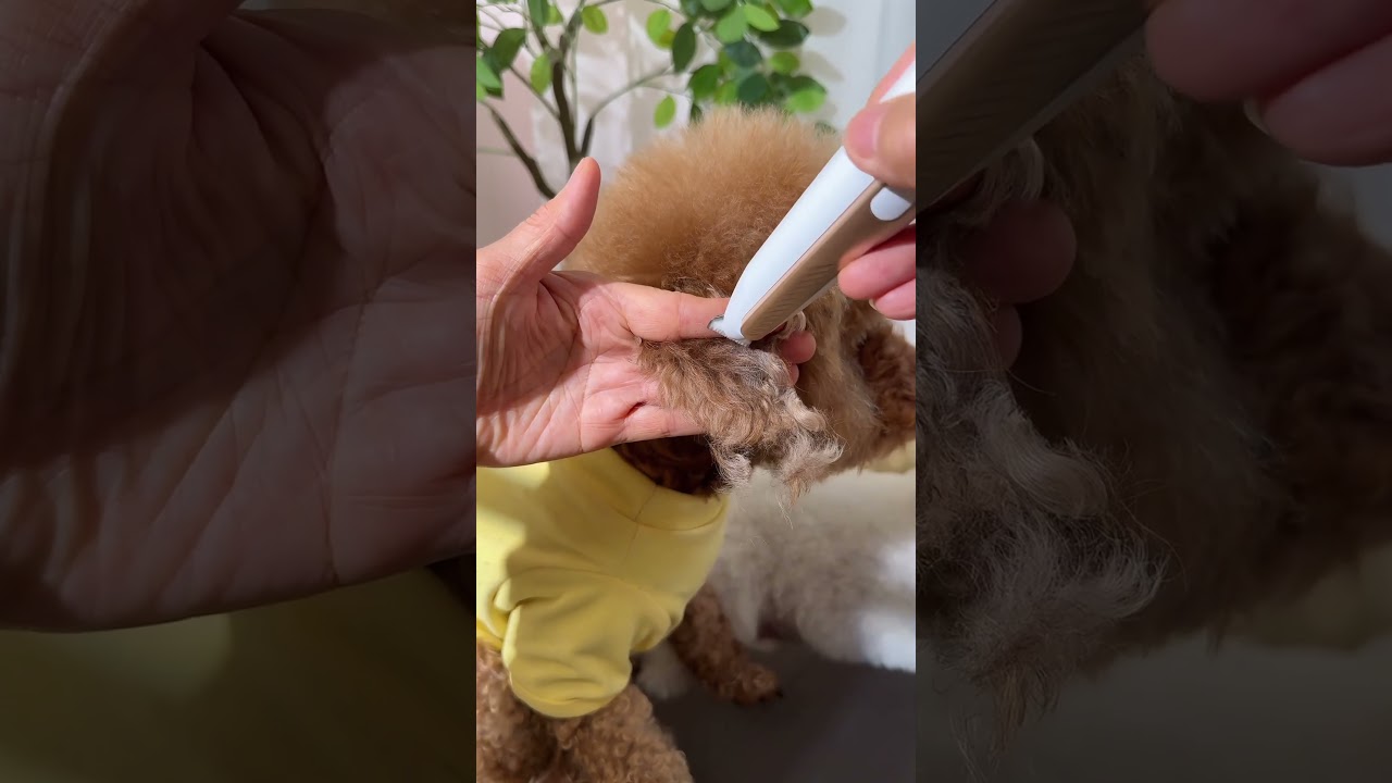 Smooth Pet Clippers，No Hair Tangling ✂️#PetClippers#PetSupplies#DogGrooming#NewDogOwner#PetCare