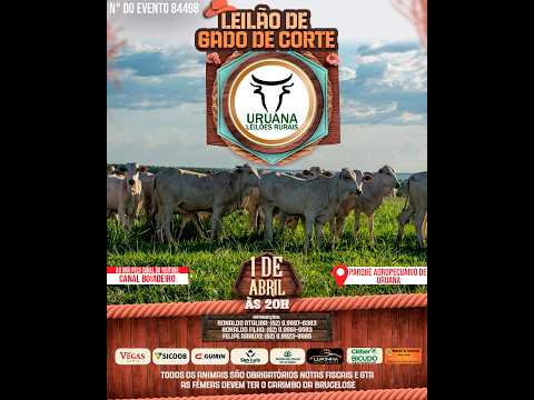 Leilão de Gado -  Uruana Leilões - Leilão de Gado de Corte em Goiás @canal.boiadeiro #live #gado