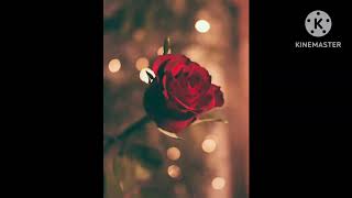Download lagu Satu Rasa Cinta Arief || Cover by Liefah Maniez (Lirik Lagu) mp3 Download lagu Satu Rasa Cinta Arief || Cover by Liefah Maniez (Lirik Lagu) mp3