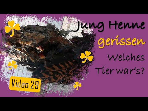 Hühner 29 🐾  Barnevelder Junghenne gerissen 😭 Welches Raubtier war es? 🦊🐀