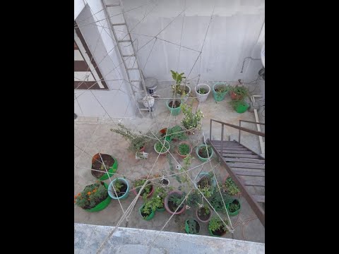 My terrace garden