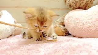 ブリティッシュショートヘアの動画01