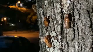 Billions of cicadas are set to appear in a rare 'double brood emergence,' scientists say