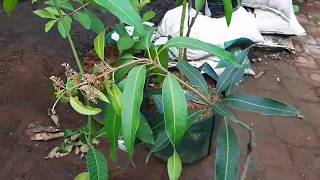 Download lagu Tehnik Sambung pucuk supaya cepat berbuah mp3 Download lagu Tehnik Sambung pucuk supaya cepat berbuah mp3