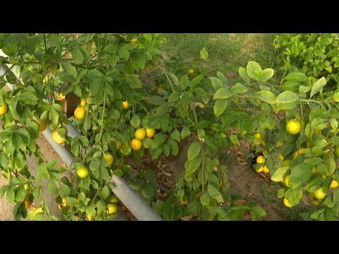 Бөтен планеталық шабуыл порно