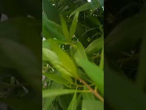 Cute Little Sister vaniza Offering Prayer #viralshorts #ytshorts #youtubeshorts