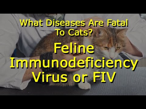 What Diseases Are Fatal To Cats: Feline Immunodeficiency Virus or FIV
