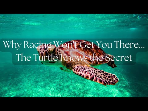 Why The Turtle Theory Will Change How You Chase Your Dreams (Patience Beats Speed)