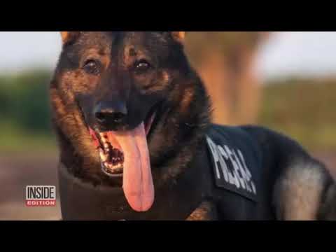 "K9 Gabo's Miraculous Survival: Bulletproof Vest Saves Hero Dog! #PoliceDog #VestedInterestInK9s"
