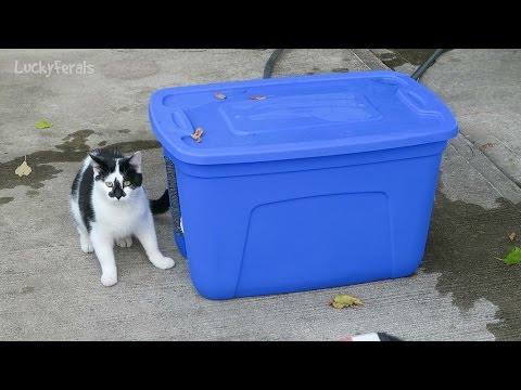 Feral Cat Water Station - Feeding Feral Cats