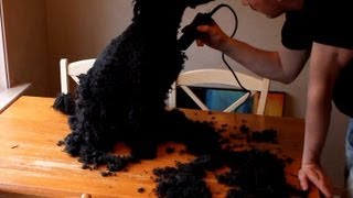 Grooming a Spanish Water Dog