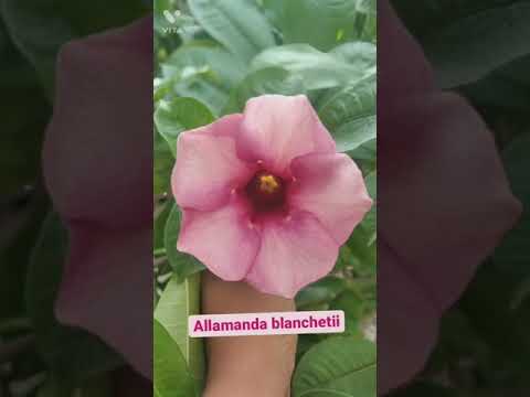 Flower Collection of My Home😍❤🤩 ( Part - 1 )