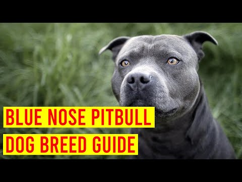 Blue Nose Pitbull Dog Breed Profile From Puppy To Adult