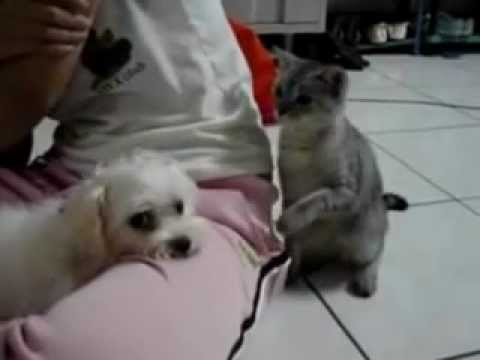 Funny Cat and Dog