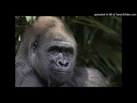 ogmamut x seenz - twoja hoe