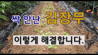 싹 안난 김장 무 이렇게 해결합니다. #텃밭에서 김장 무 잘 가꾸는 방법 #김장 무 싹 잘 나는 방법.