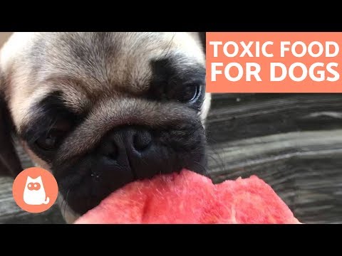 Food Dogs Can't Eat - Toxic and Forbidden Food