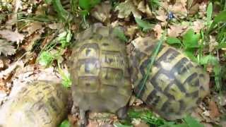 preview picture of video 'Three Tortoises Spotted in the forest'