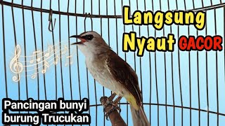Download lagu SUARA TRUCUK GACOR Perangsang bunyi burung trucukan agar rajin bunyi gacor mp3