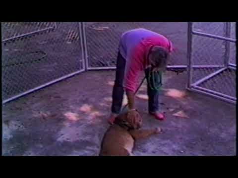 TJ playing with his mountain Lion "TC"