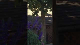 【カナダの野生動物】 Hummingbird  ハミングバード　ハチドリ